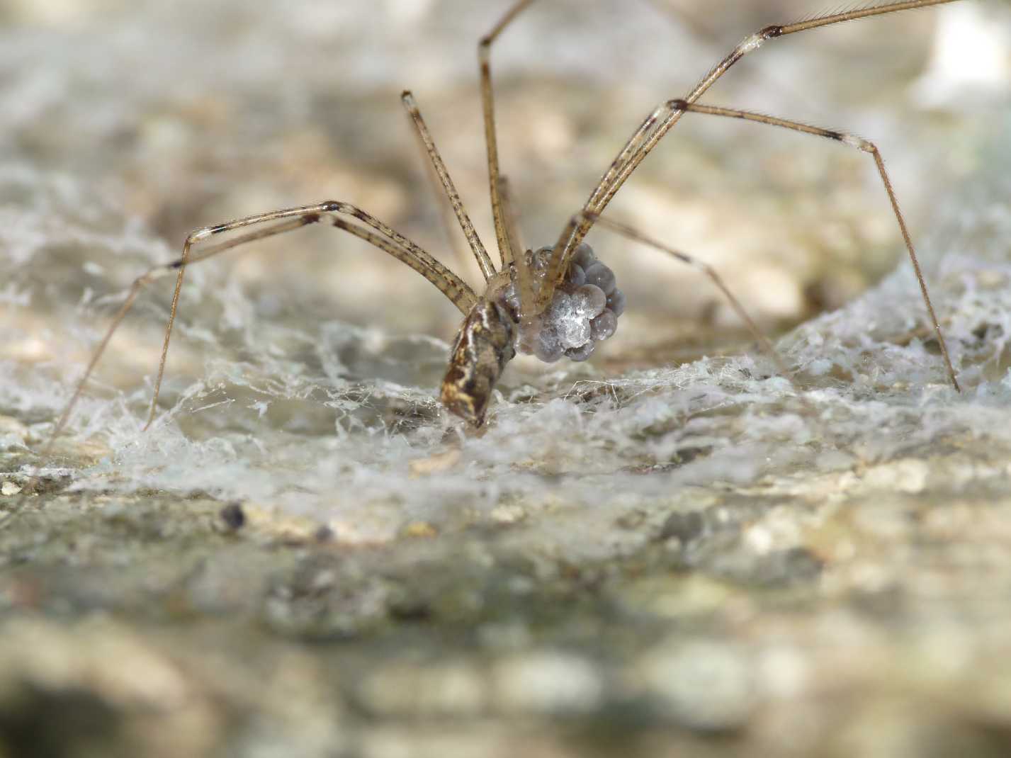 Holocnemus pluchei